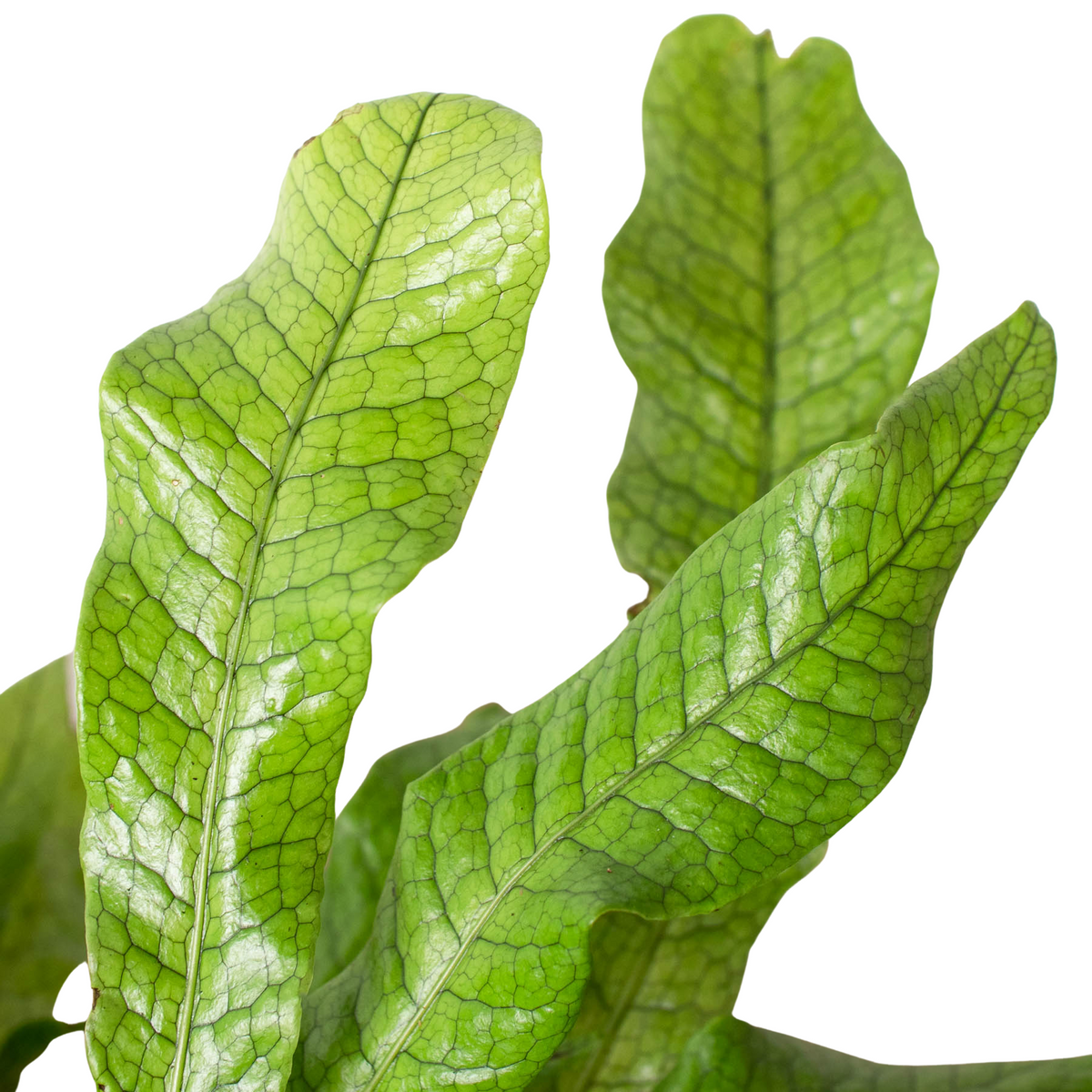 Crocodile Fern, Microsorum musifolium, Fern 'Crocodile', Live Houseplant, Potted Plant