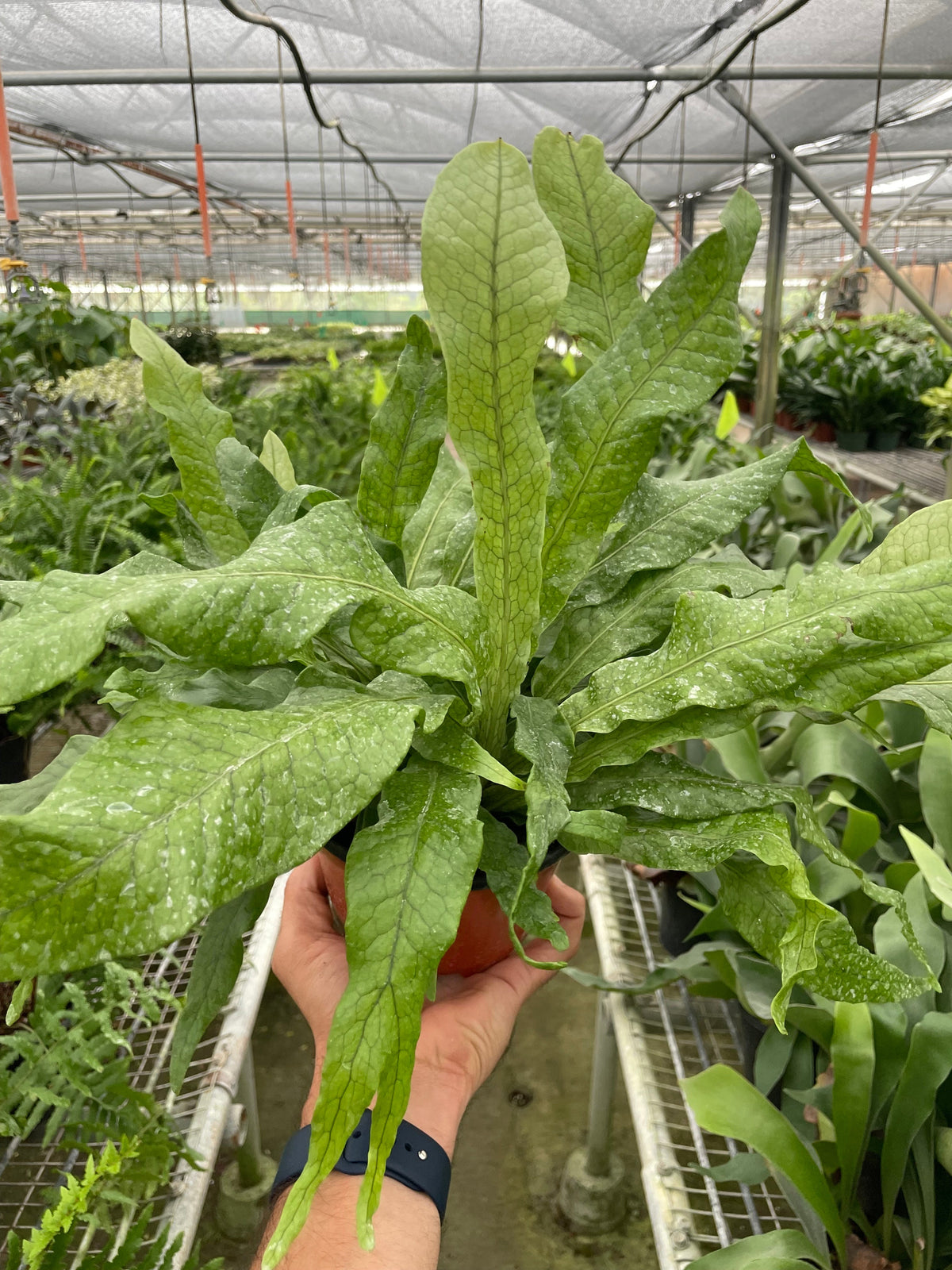 Crocodile Fern, Microsorum musifolium, Fern 'Crocodile', Live Houseplant, Potted Plant