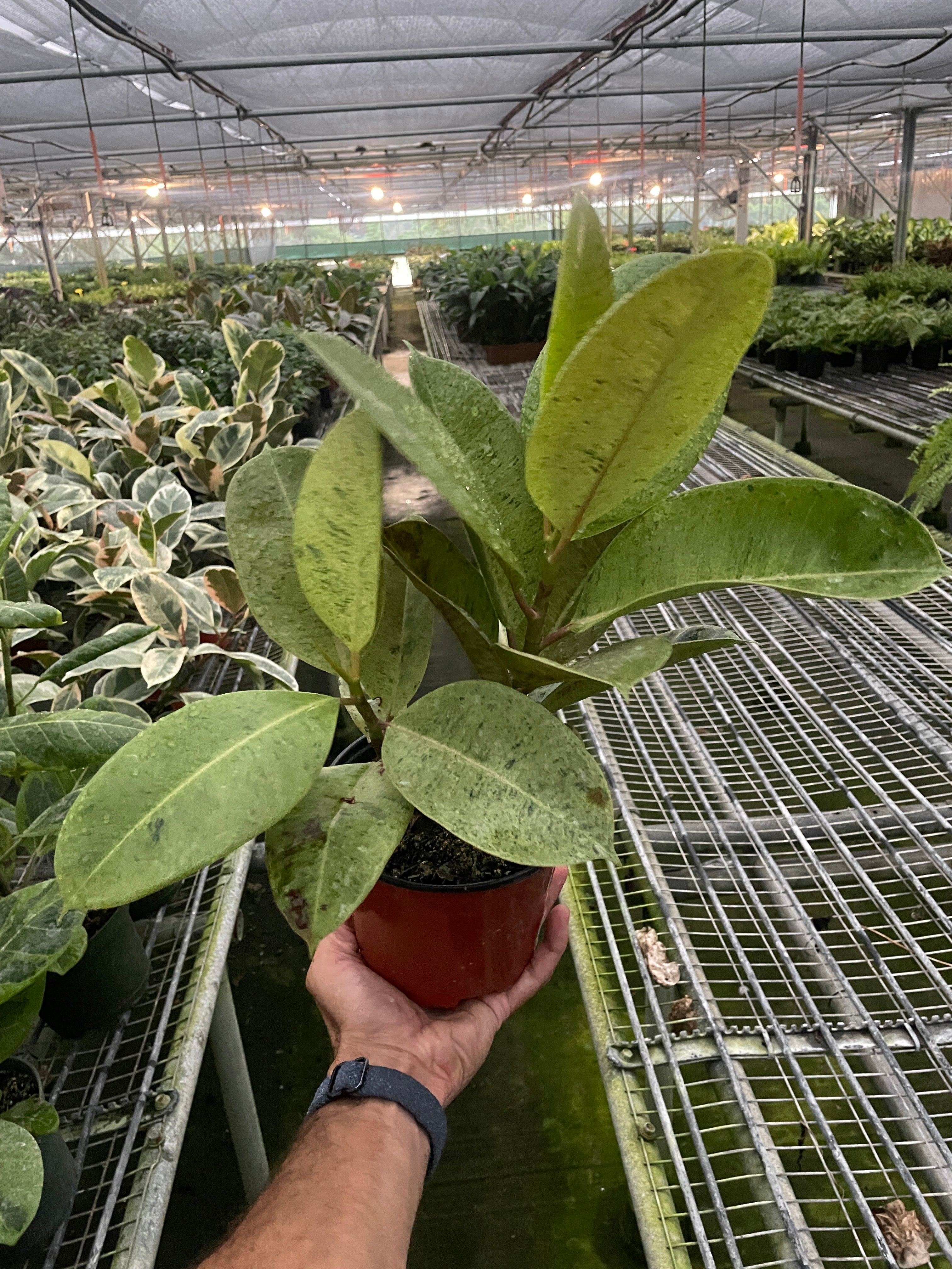 Ficus 'Shivereana' Moonshine