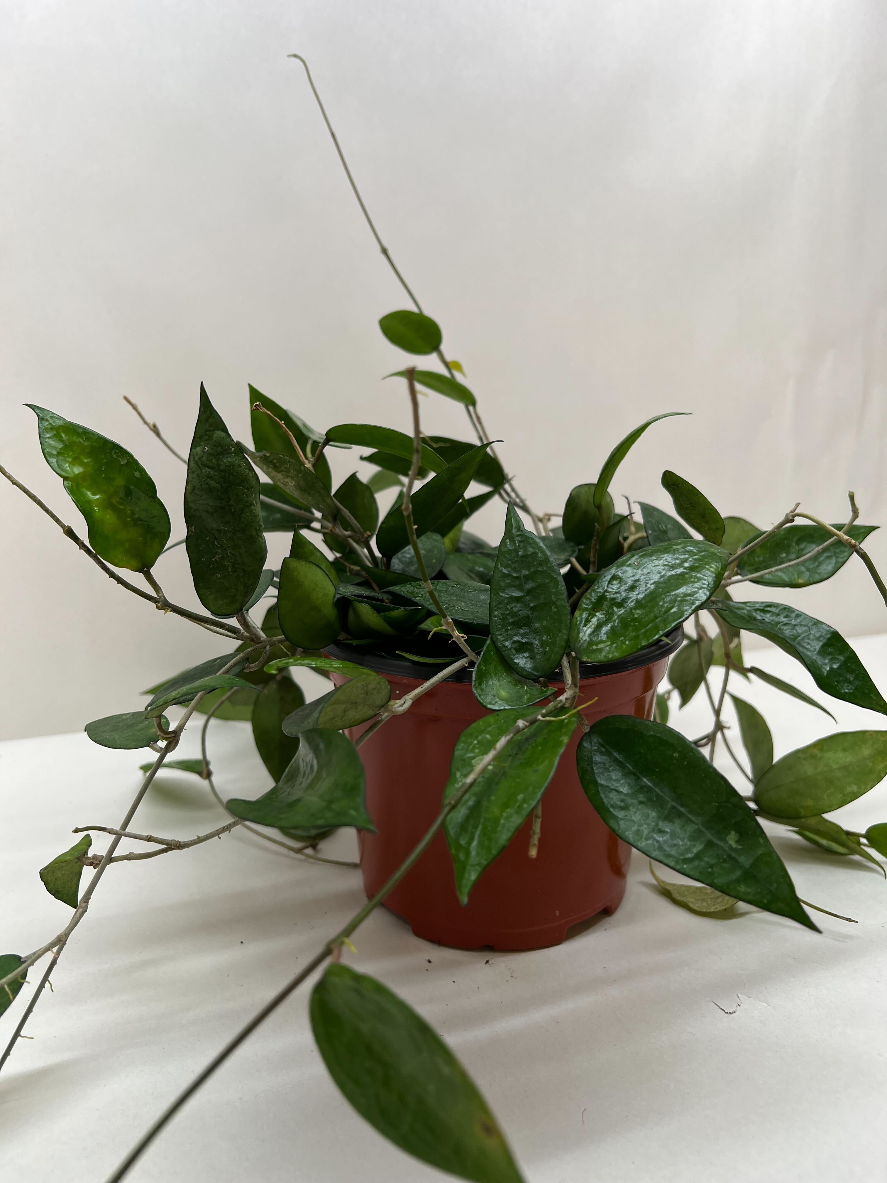 Hoya Verticillata 'Black Margin', Waxflower, Live Houseplant, Indoor Plant, Flowering Plant