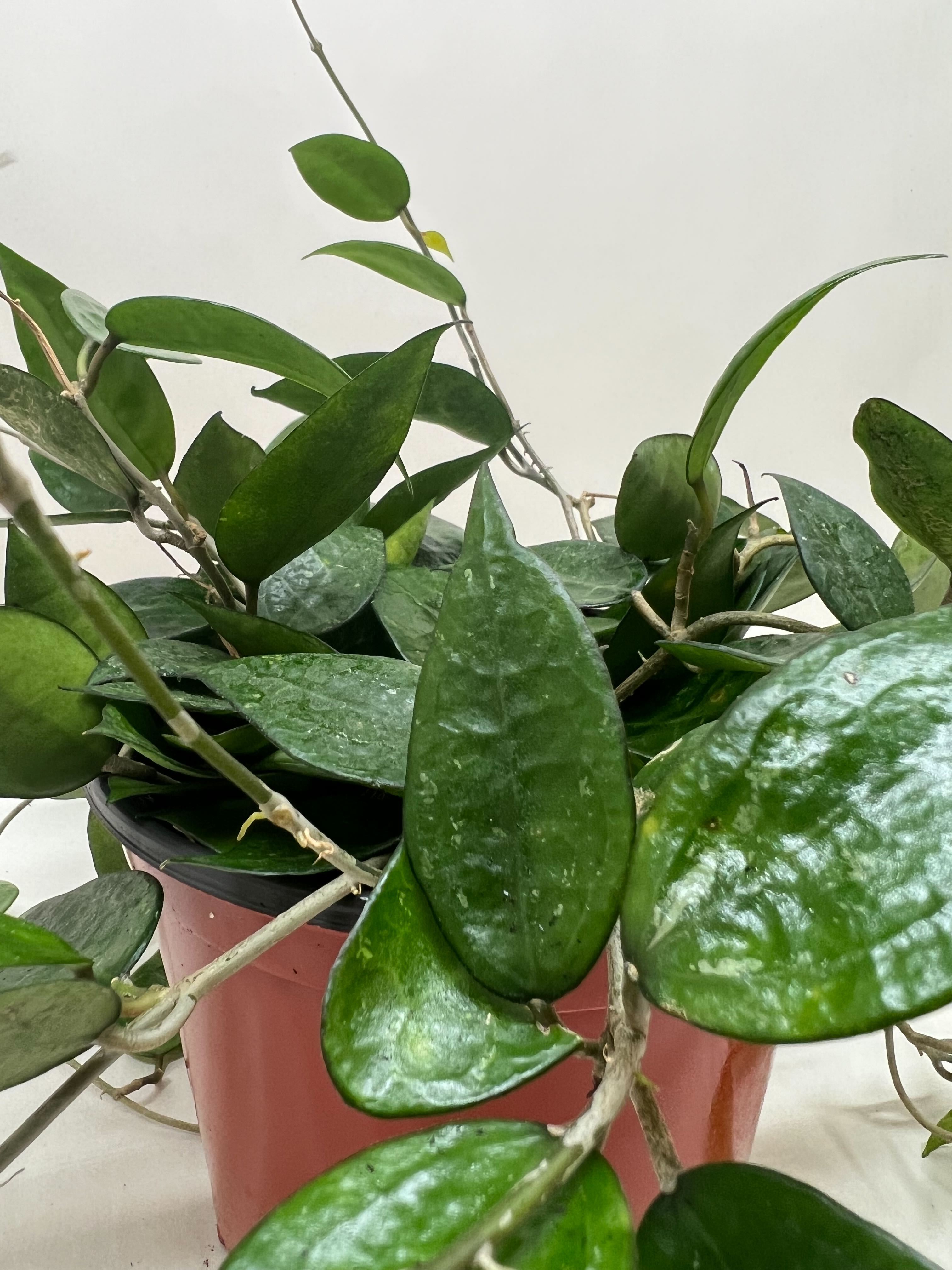 Hoya Verticillata 'Black Margin', Waxflower, Live Houseplant, Indoor Plant, Flowering Plant