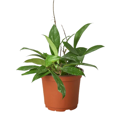 Hoya 'Publicalyx', Waxflower, Live Houseplant, Indoor Plant, Flowering Plant