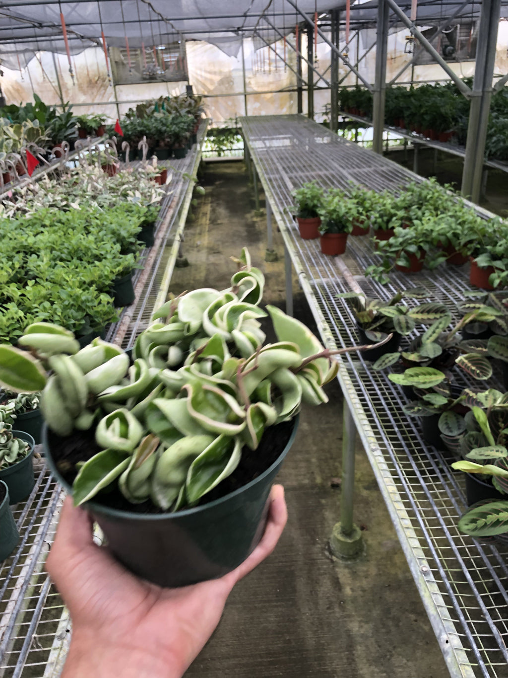 Hoya Carnosa 'Rope Plant' Variegated, Waxflower, Live Houseplant, Indoor Plant, Flowering Plant