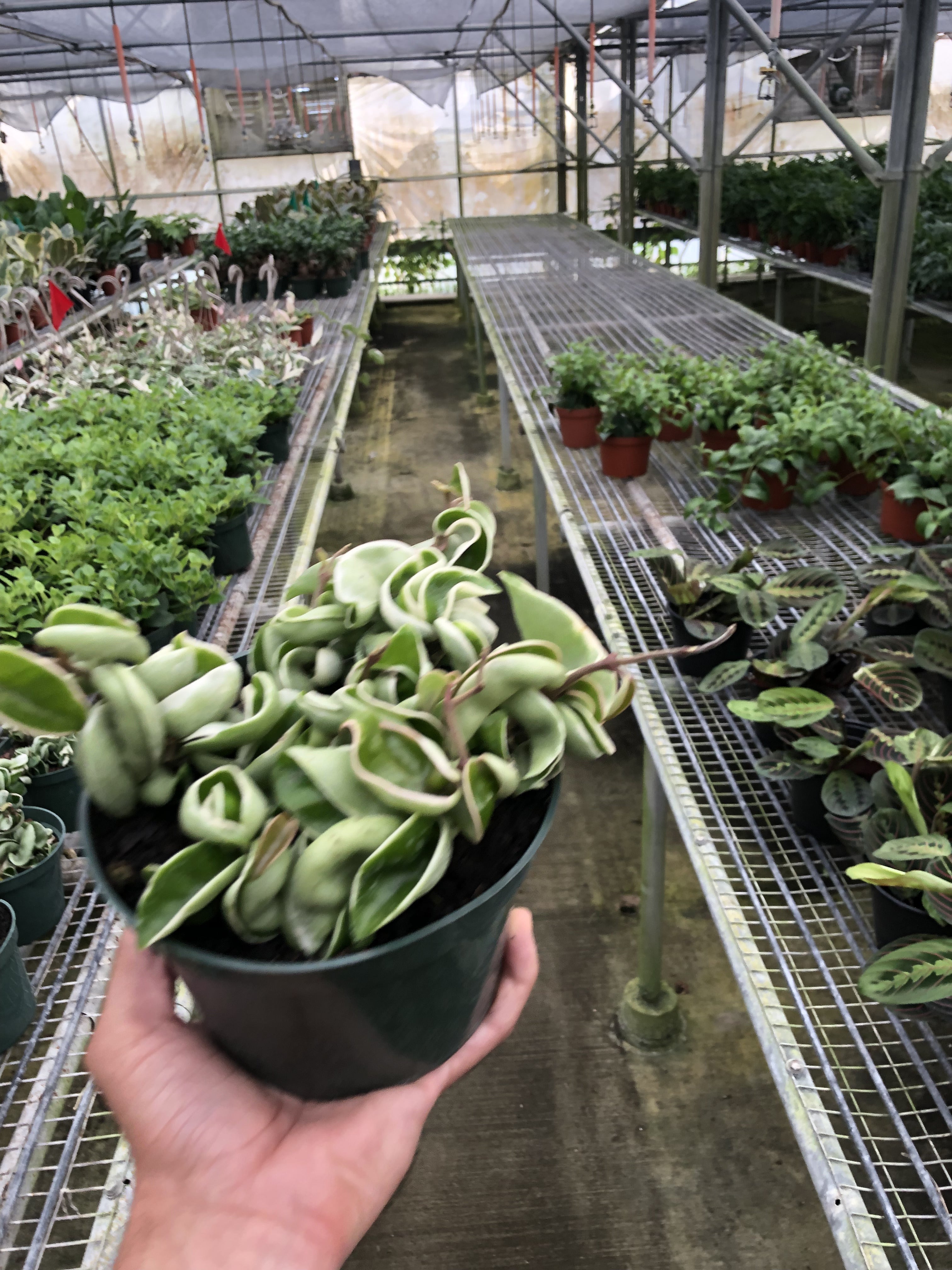 Hoya Carnosa 'Rope Plant' Variegated, Waxflower, Live Houseplant, Indoor Plant, Flowering Plant