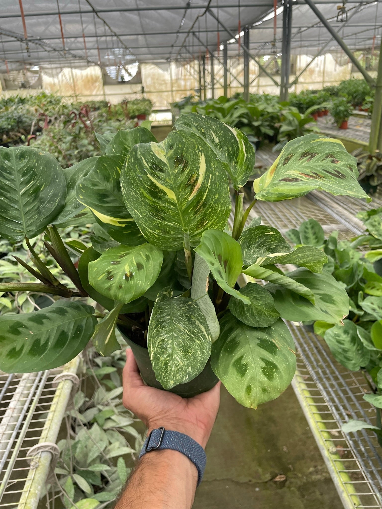 Prayer Plant, Maranta Leuconeura Variegated 'Beauty Kim', Live Houseplant, Indoor Plant