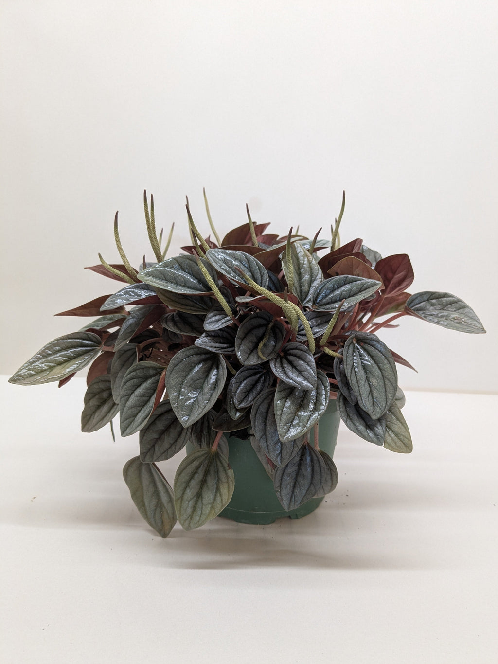 Peperomia 'San Marino'