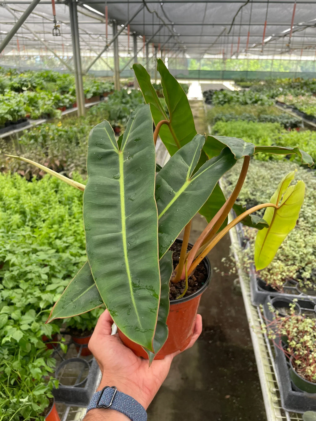 Philodendron Billietiae, Live Houseplant, Potted Plant