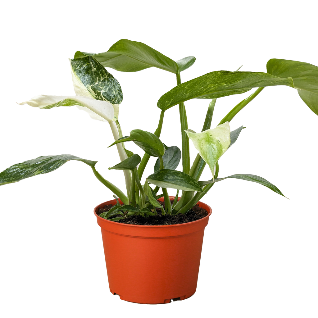 Philodendron 'Jose Bueno', Philodendron imbe var. ilsemanii, Live Houseplant, Potted Plant