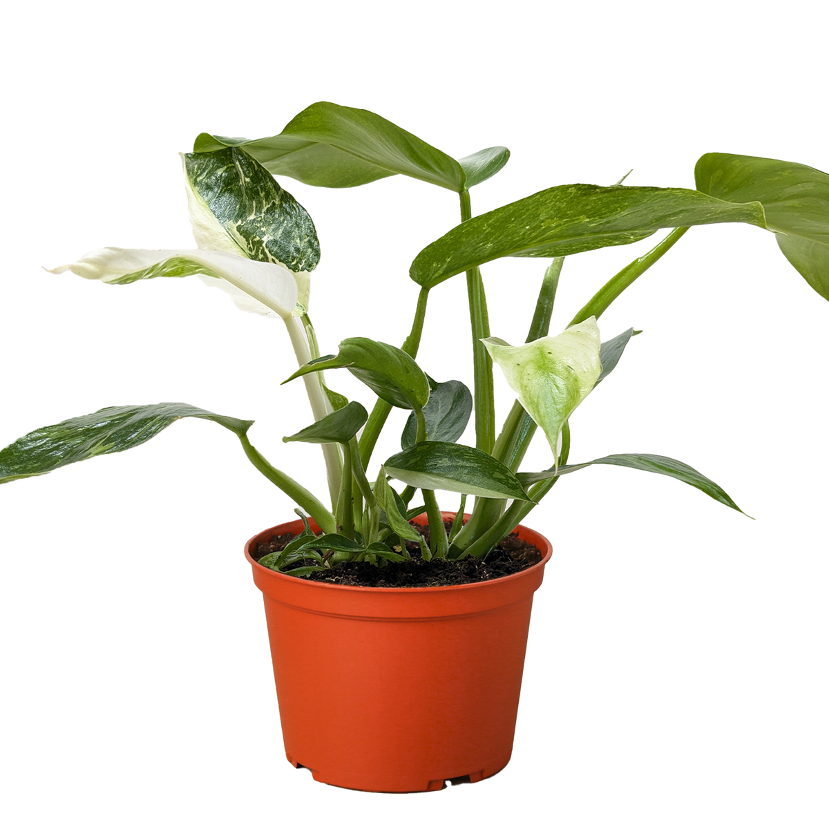 Philodendron 'Jose Bueno', Philodendron imbe var. ilsemanii, Live Houseplant, Potted Plant