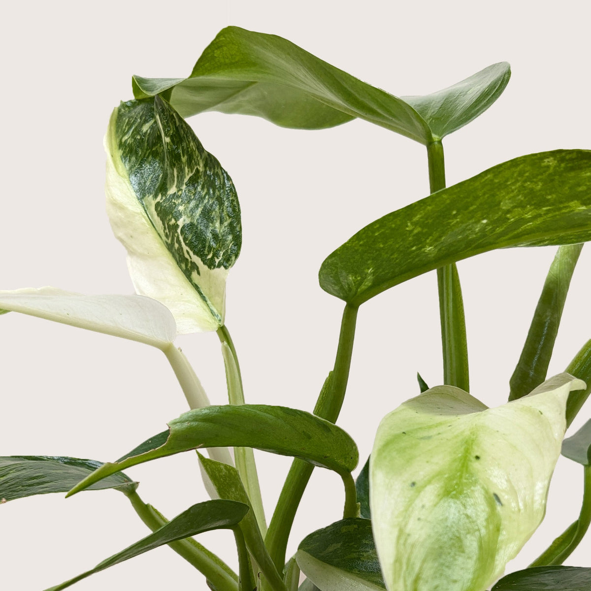 Philodendron 'Jose Bueno', Philodendron imbe var. ilsemanii, Live Houseplant, Potted Plant
