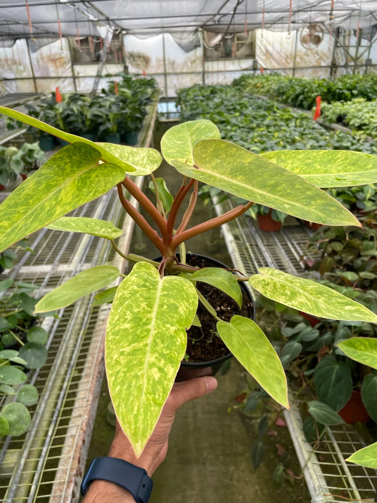 Philodendron 'Painted Lady', Philodendron Erubescens 'Painted Lady', Live Houseplant, Indoor Plant