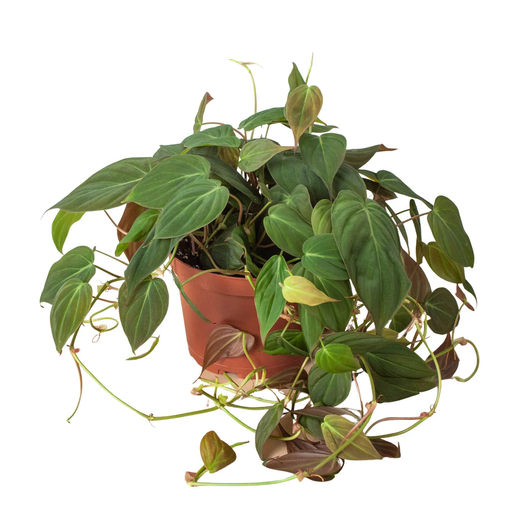 Philodendron Hederaceum 'Velvet', Sweetheart Plant, Live Houseplant, Indoor Plant