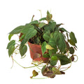 Philodendron Hederaceum 'Velvet', Sweetheart Plant, Live Houseplant, Indoor Plant