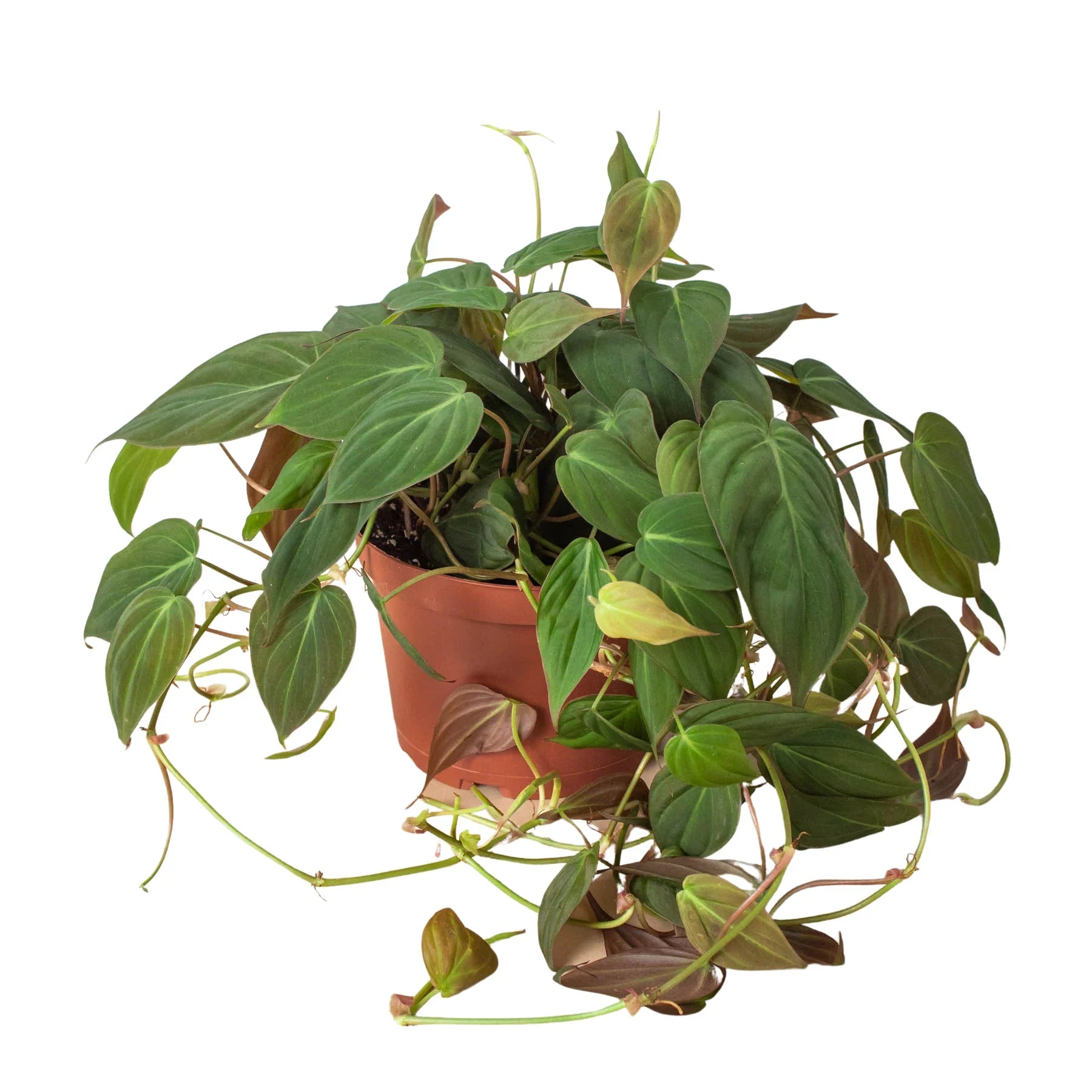Philodendron Hederaceum 'Velvet', Sweetheart Plant, Live Houseplant, Indoor Plant