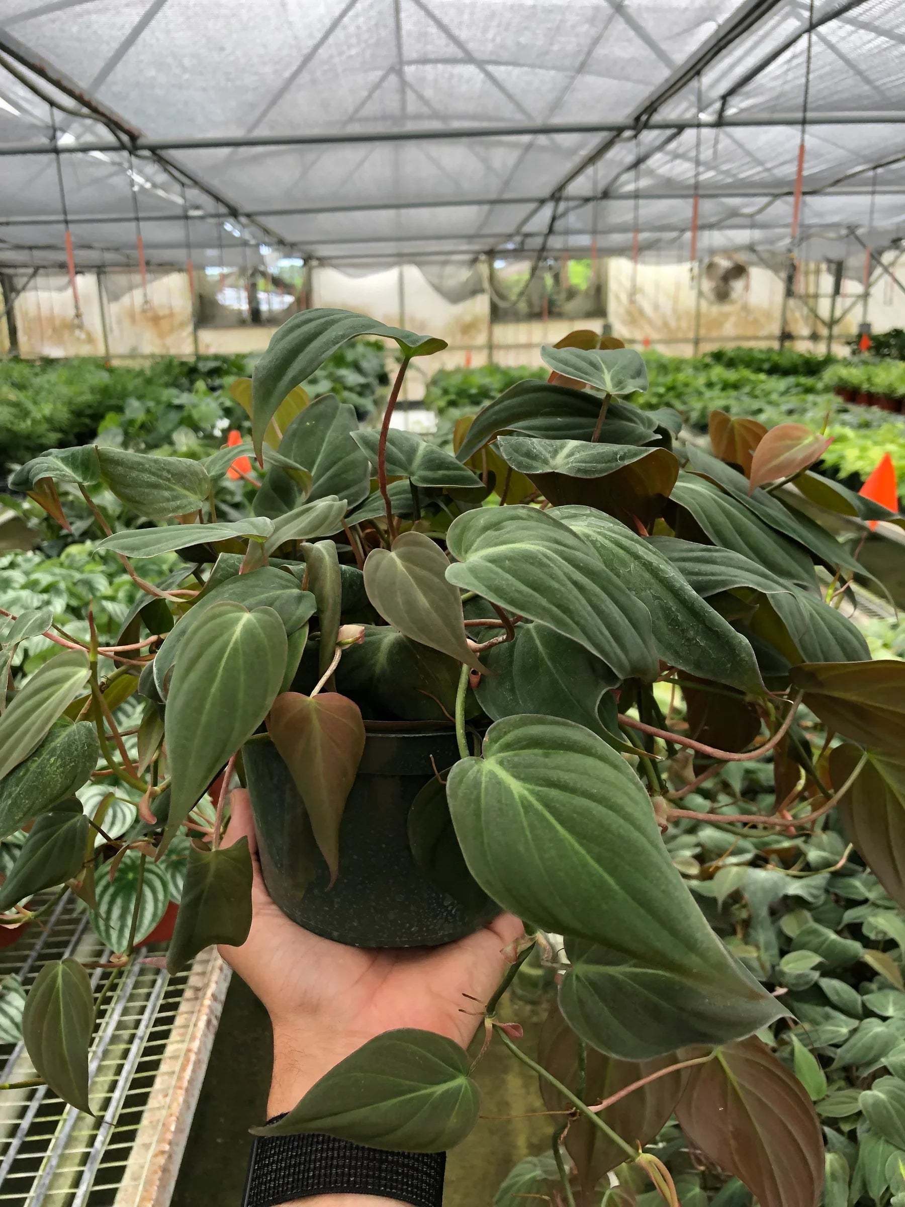 Philodendron Hederaceum 'Velvet', Sweetheart Plant, Live Houseplant, Indoor Plant