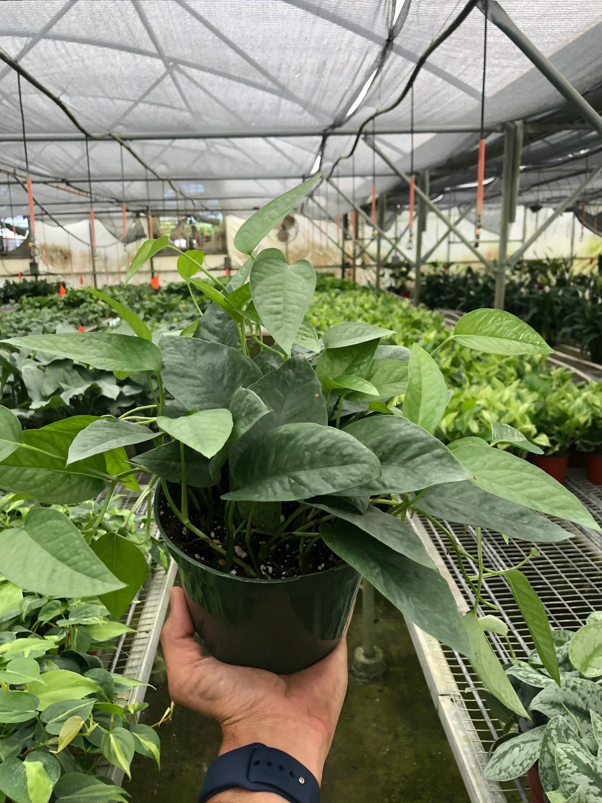Pothos 'Cebu Blue', Epipremnum Pinnatum 'Cebu Blue', Live Houseplant, Indoor Plant