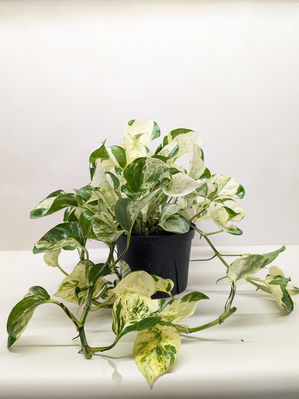 Pothos 'Manjula', Epipremnum aureum ‘Manjula’, Live Houseplant, Potted Plant