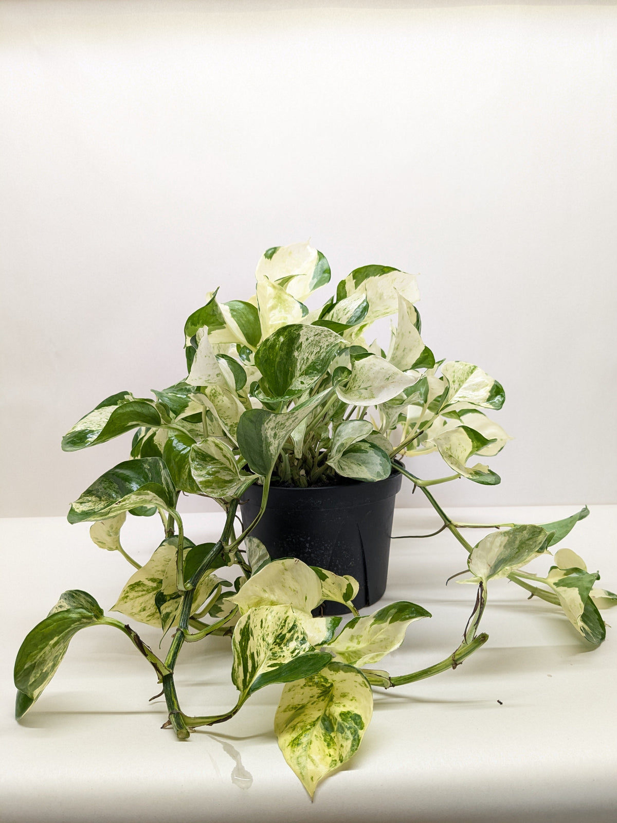 Pothos 'Manjula', Epipremnum aureum ‘Manjula’, Live Houseplant, Potted Plant