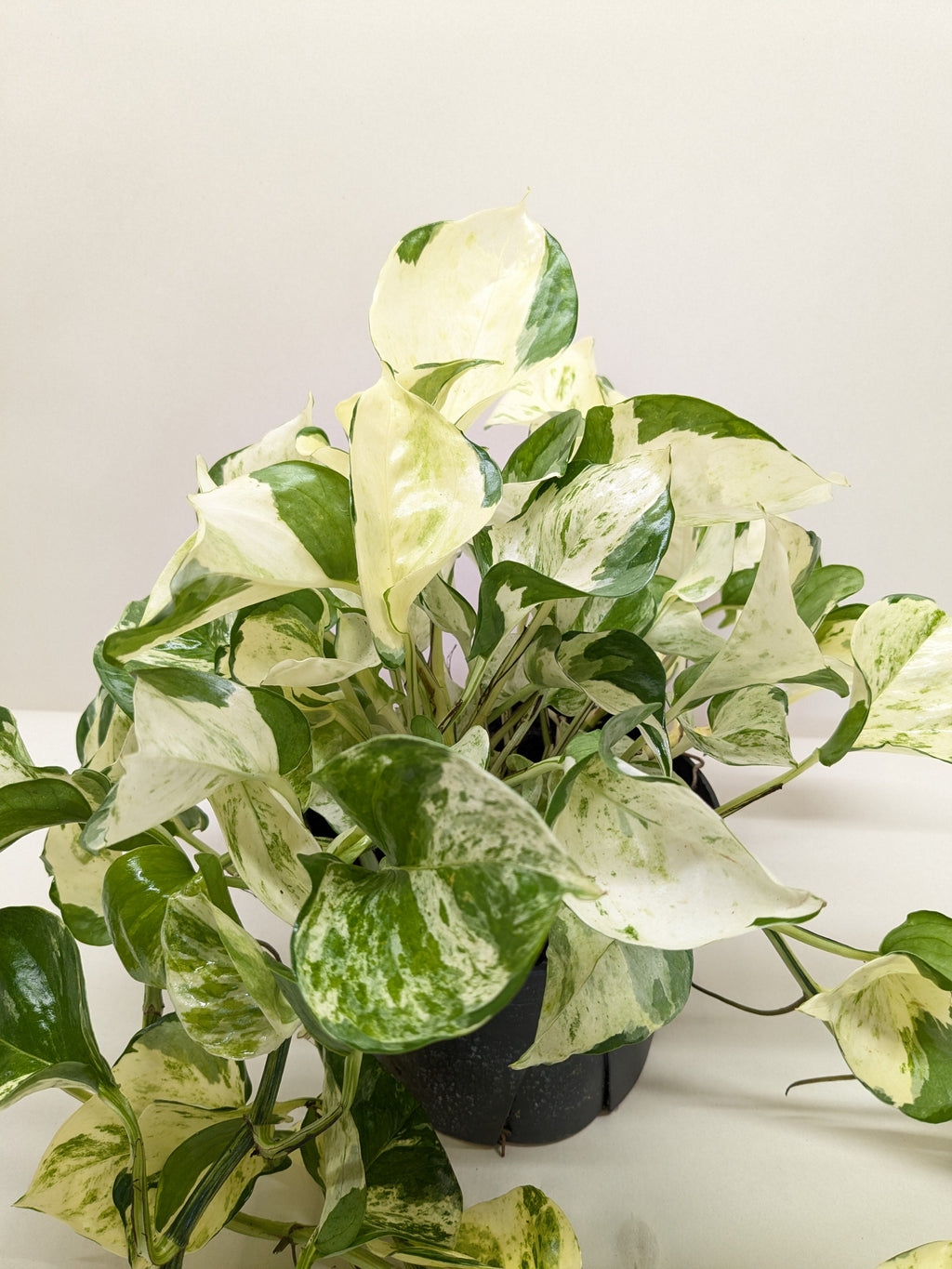 Pothos 'Manjula', Epipremnum aureum ‘Manjula’, Live Houseplant, Potted Plant