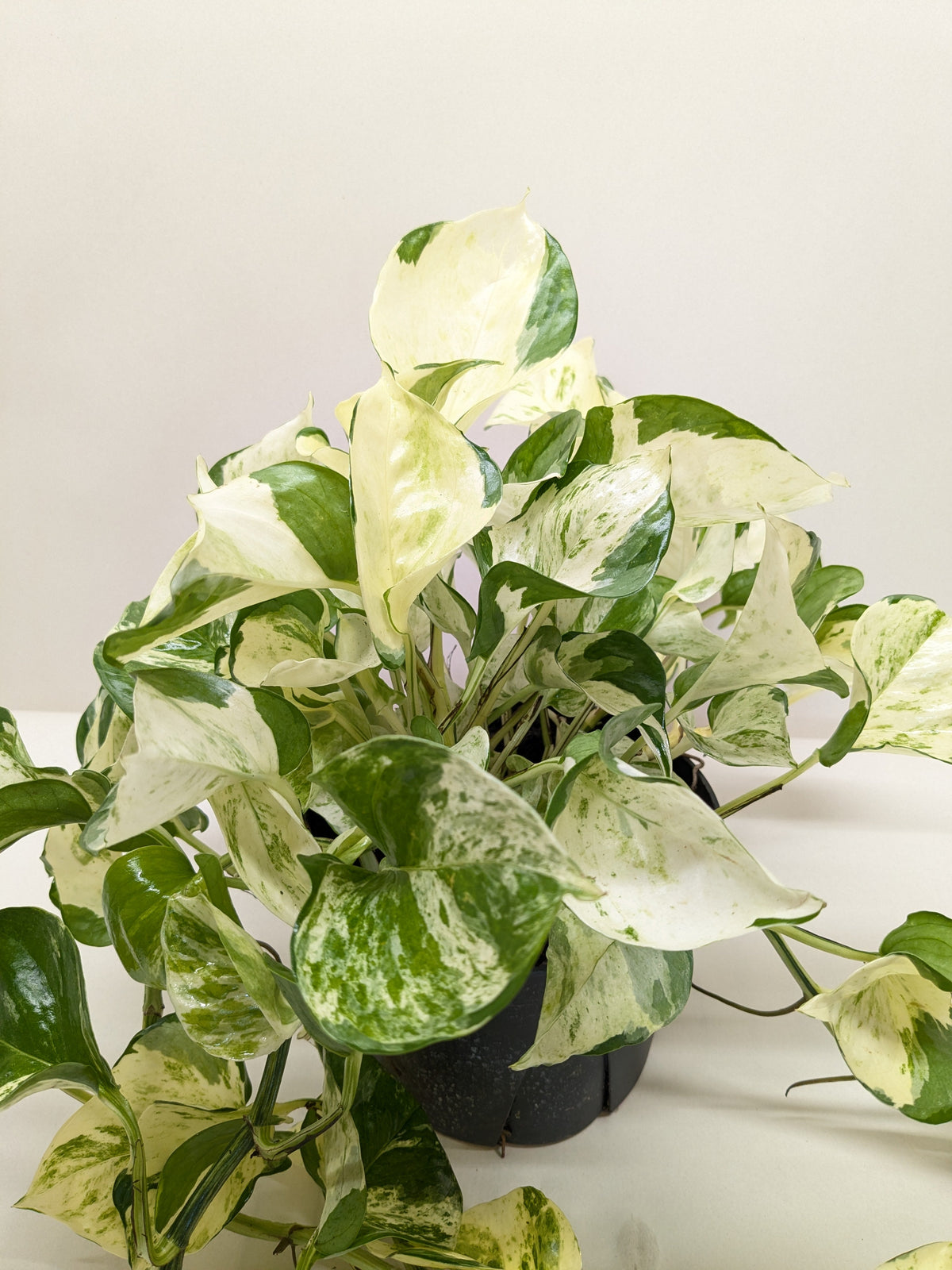 Pothos 'Manjula', Epipremnum aureum ‘Manjula’, Live Houseplant, Potted Plant