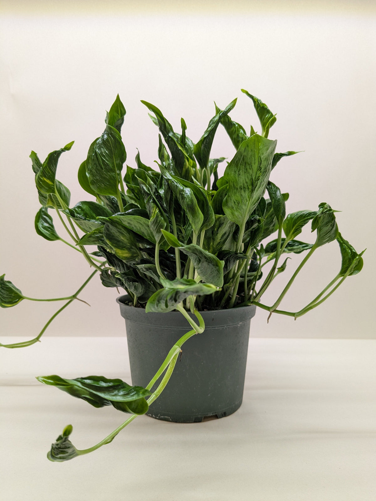 Pothos 'Shangri La', Epipremnum aureum 'Shangri La', Live Houseplant, Potted Plant