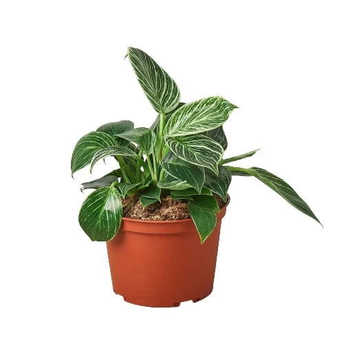 Philodendron 'Birkin', Live Houseplant, Indoor Plant