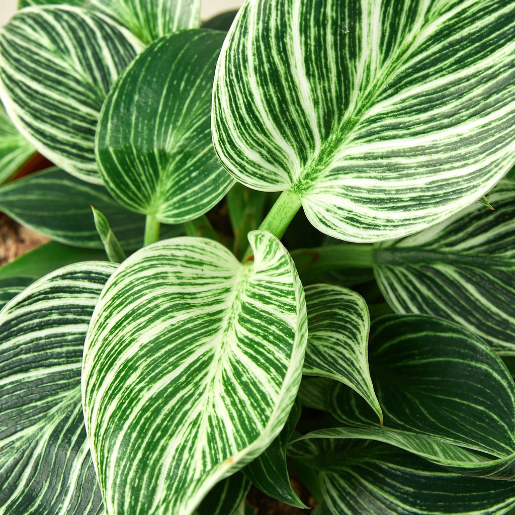 Philodendron 'Birkin', Live Houseplant, Indoor Plant