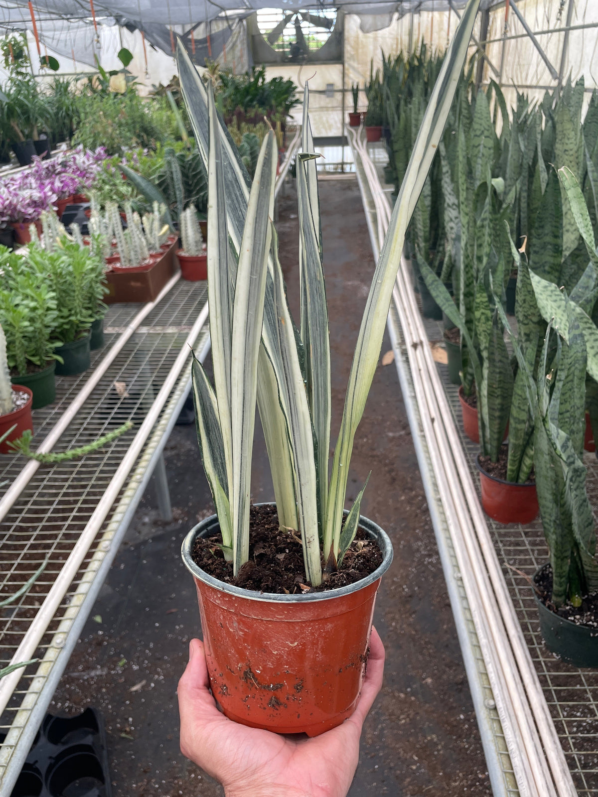 Snake Plant 'Bantel's Sensation', Sansevieria, Live Houseplant, Potted Plant