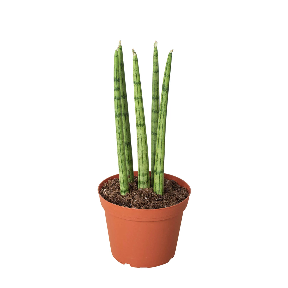 Snake Plant Cylindrica, Sansevieria Cylindrica, Live Houseplant, Potted Plant