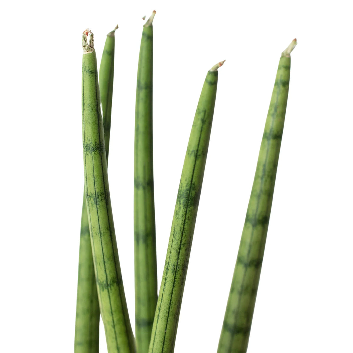 Snake Plant Cylindrica, Sansevieria Cylindrica, Live Houseplant, Potted Plant