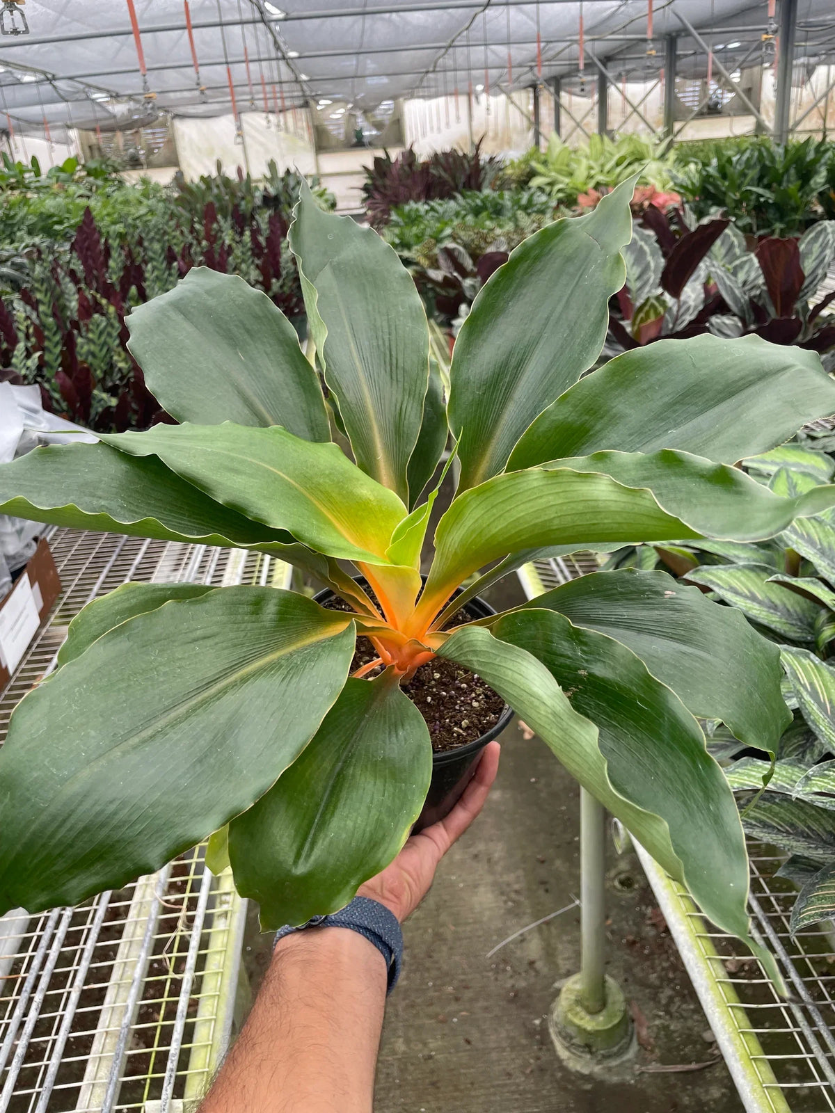 Spider Plant 'Fire Flash', Chlorophytum amaniense, Live Houseplant, Potted Plant