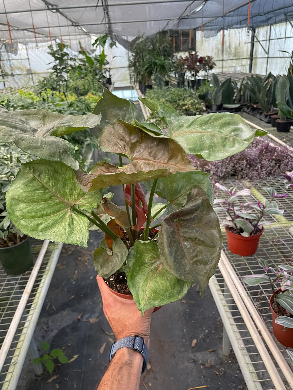 Syngonium 'Merry', Arrowhead Plant, Arrowhead Vine, Syngonium podophyllum 'Merry', Live Houseplant, Potted Plant