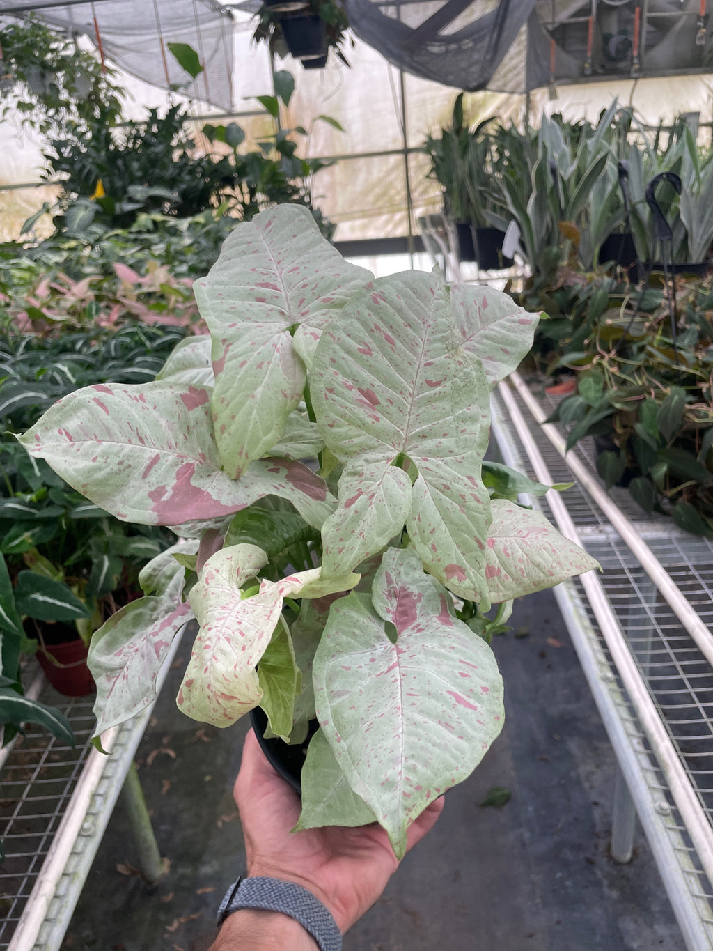 Syngonium 'Milk Confetti', Arrowhead Plant, Arrowhead Vine, Syngonium podophyllum 'Milk Confetti', Live Houseplant, Indoor Plant
