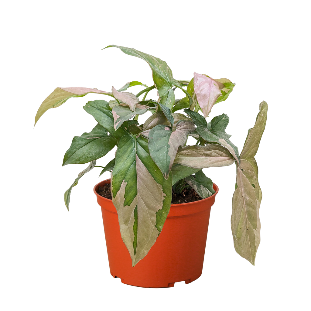 Syngonium 'Pink Splash', Arrowhead Plant, Arrowhead Vine, Syngonium podophyllum 'Pink Splash', Live Houseplant, Potted Plant