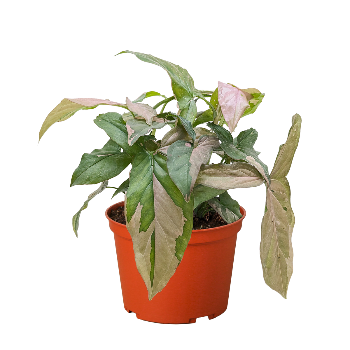 Syngonium 'Pink Splash', Arrowhead Plant, Arrowhead Vine, Syngonium podophyllum 'Pink Splash', Live Houseplant, Potted Plant