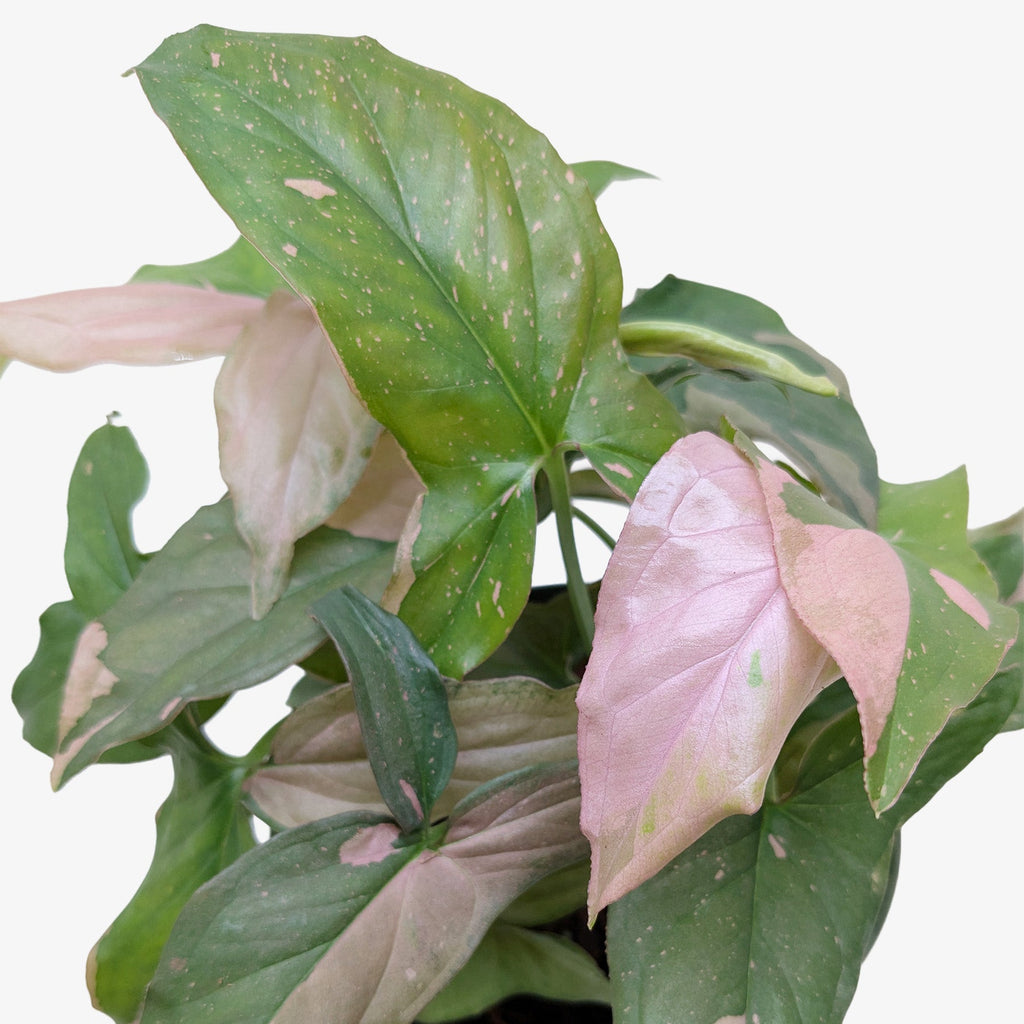 Syngonium 'Pink Splash', Arrowhead Plant, Arrowhead Vine, Syngonium podophyllum 'Pink Splash', Live Houseplant, Potted Plant