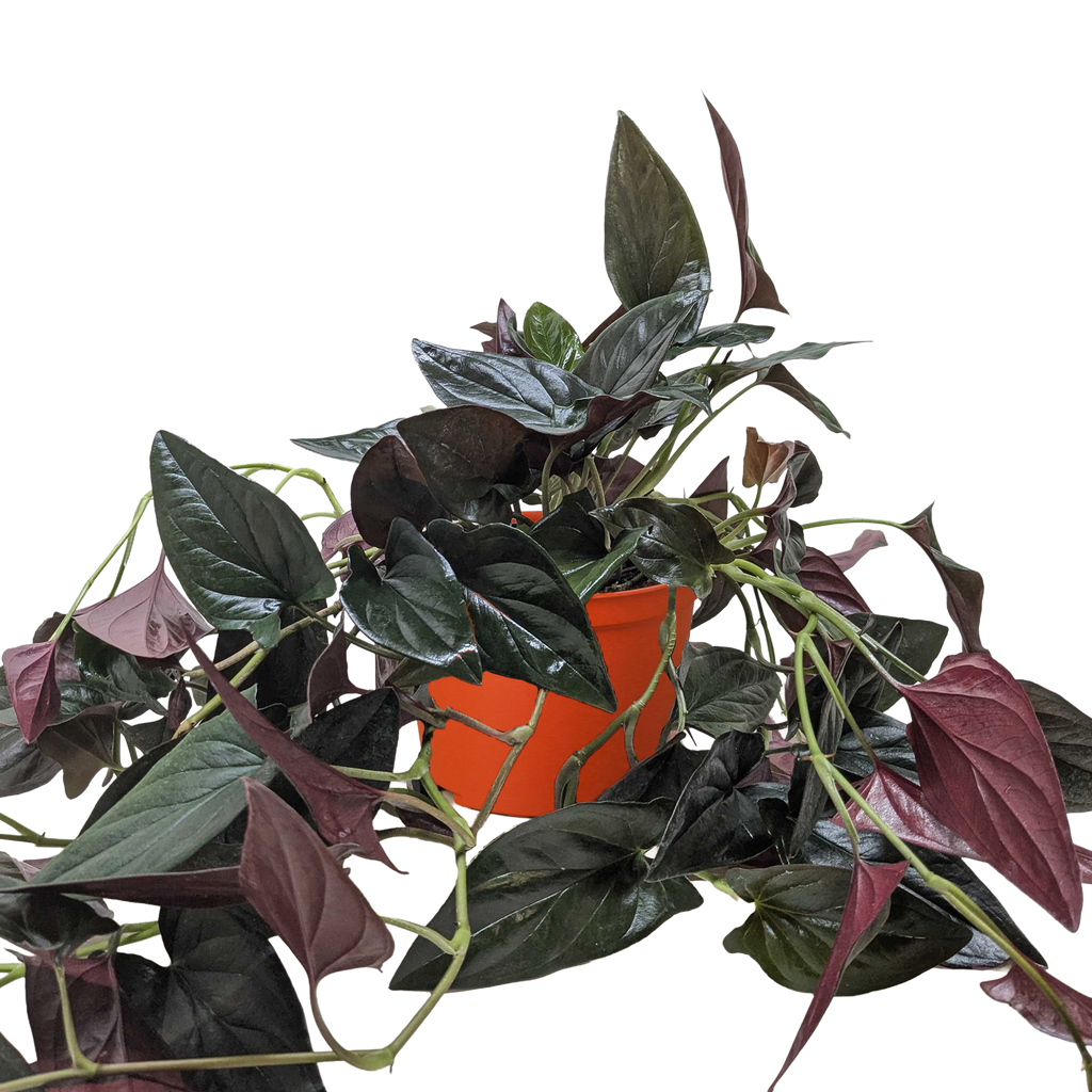 Syngonium 'Red Arrow', Arrowhead Plant, Arrowhead Vine, Syngonium erythrophyllum 'Red Arrow', Live Houseplant, Potted Plant