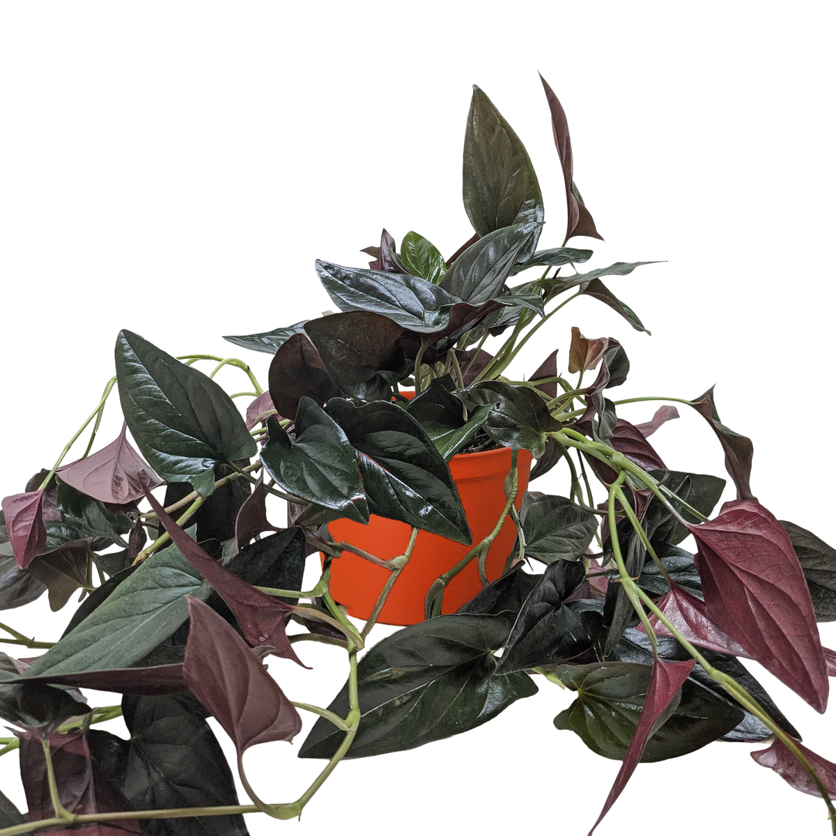Syngonium 'Red Arrow', Arrowhead Plant, Arrowhead Vine, Syngonium erythrophyllum 'Red Arrow', Live Houseplant, Potted Plant