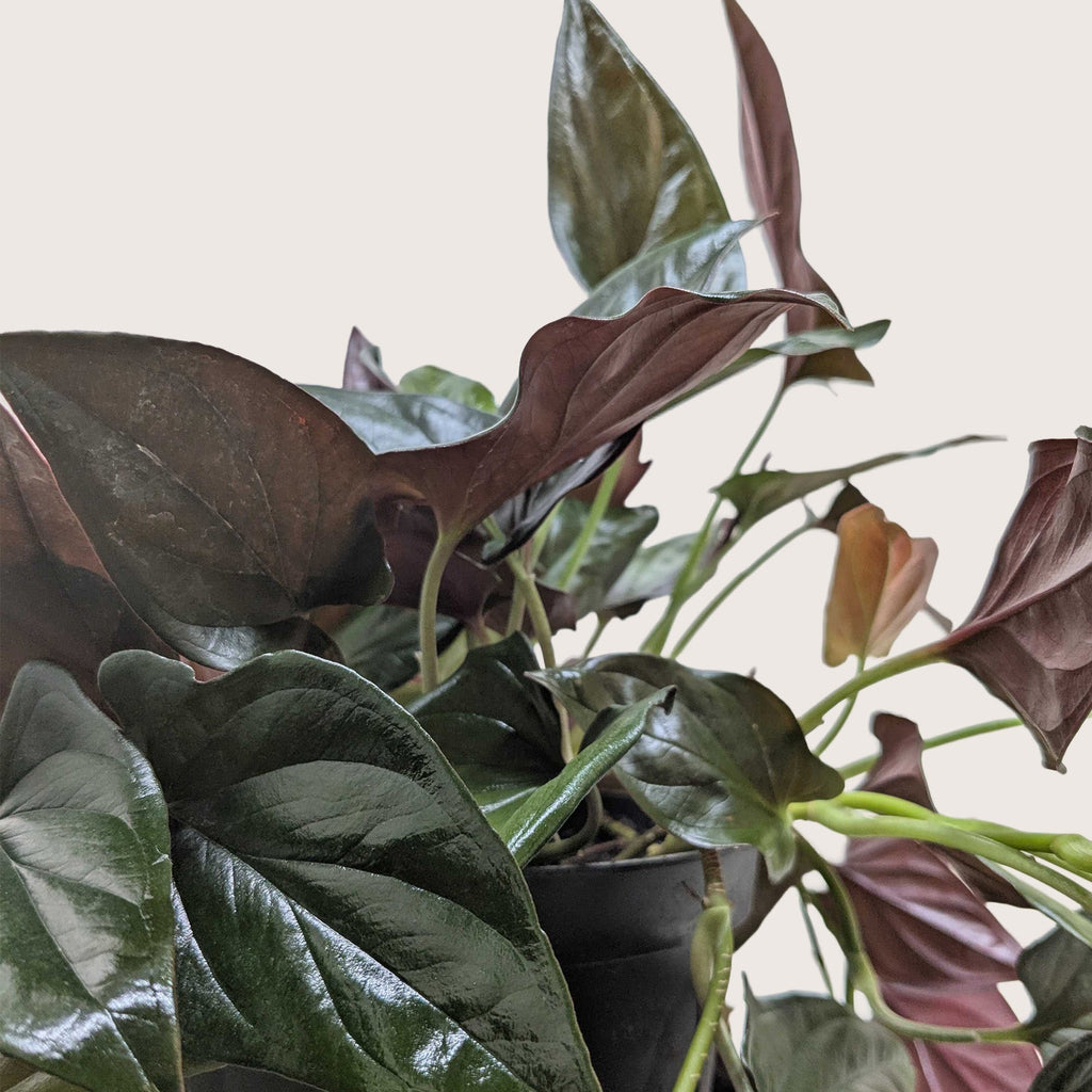 Syngonium 'Red Arrow', Arrowhead Plant, Arrowhead Vine, Syngonium erythrophyllum 'Red Arrow', Live Houseplant, Potted Plant