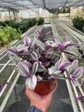 Tradescantia 'Nanouk', Tradescantia albiflora 'Nanouk', Live Houseplant, Potted Plant