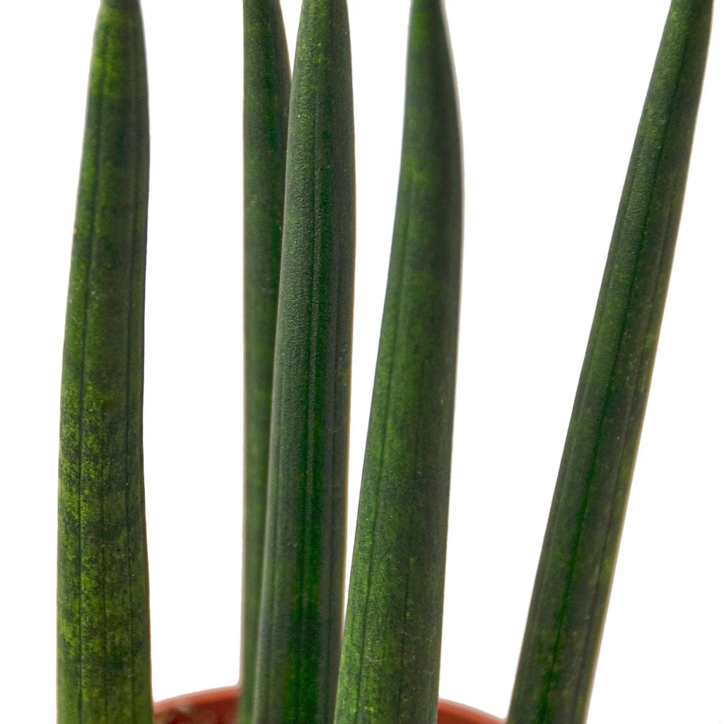 Snake Plant Cylindrica, Sansevieria Cylindrica, Live Houseplant, Potted Plant