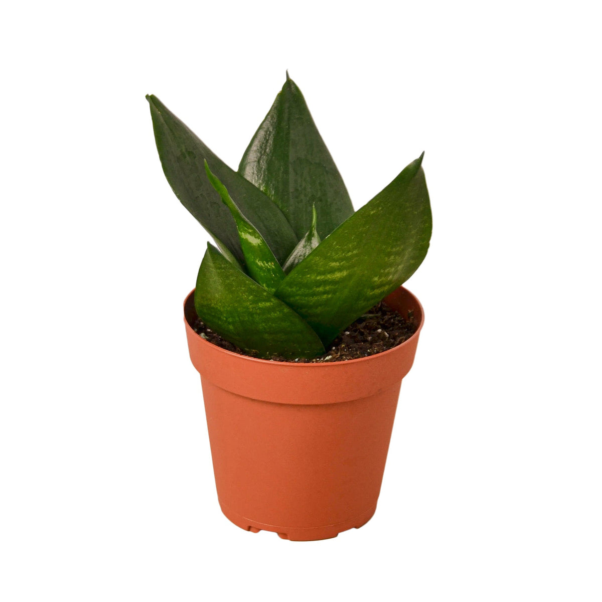 Snake Plant Dwarf 'Jade', Sansevieria Trifasciata, Live Potted Houseplant, Potted Succulent