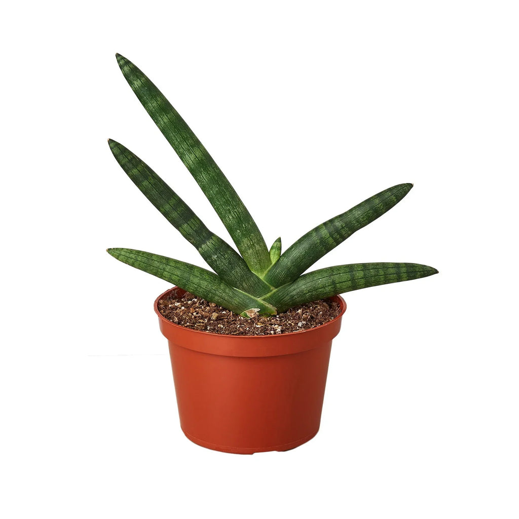 Snake Plant 'Starfish', Sansevieria Cylindrica 'Starfish', Live Houseplant, Potted Plant, Live Potted Succulent Plant