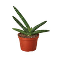 Snake Plant 'Starfish', Sansevieria Cylindrica 'Starfish', Live Houseplant, Potted Plant, Live Potted Succulent Plant