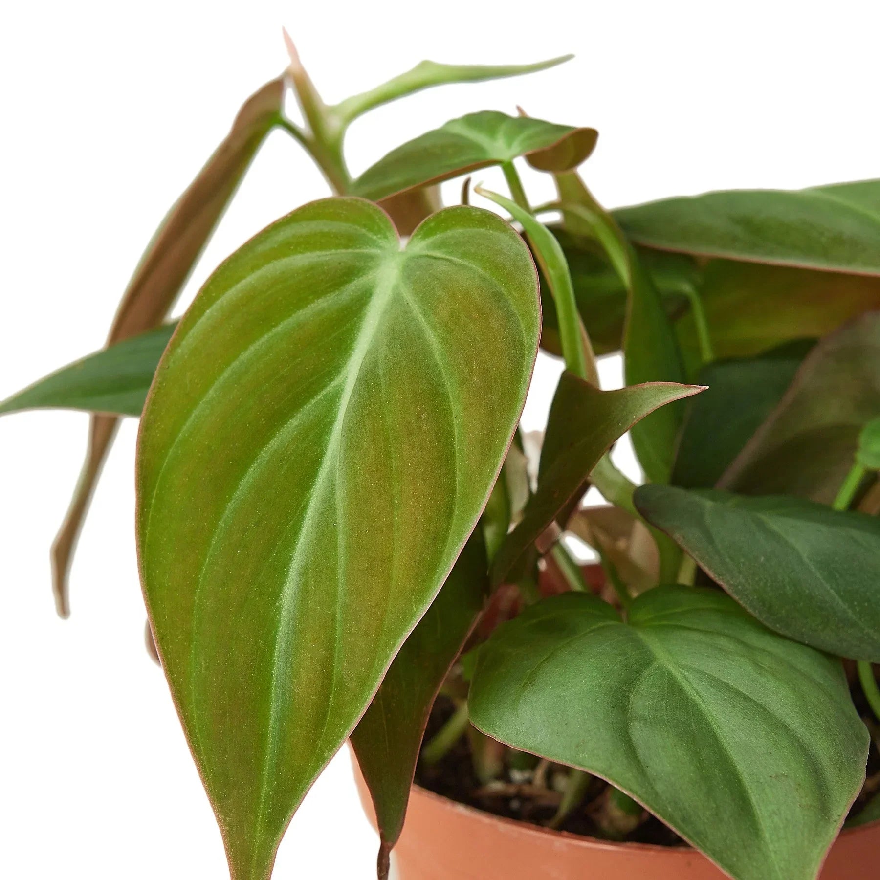 Philodendron Hederaceum 'Velvet', Sweetheart Plant, Live Houseplant, Indoor Plant
