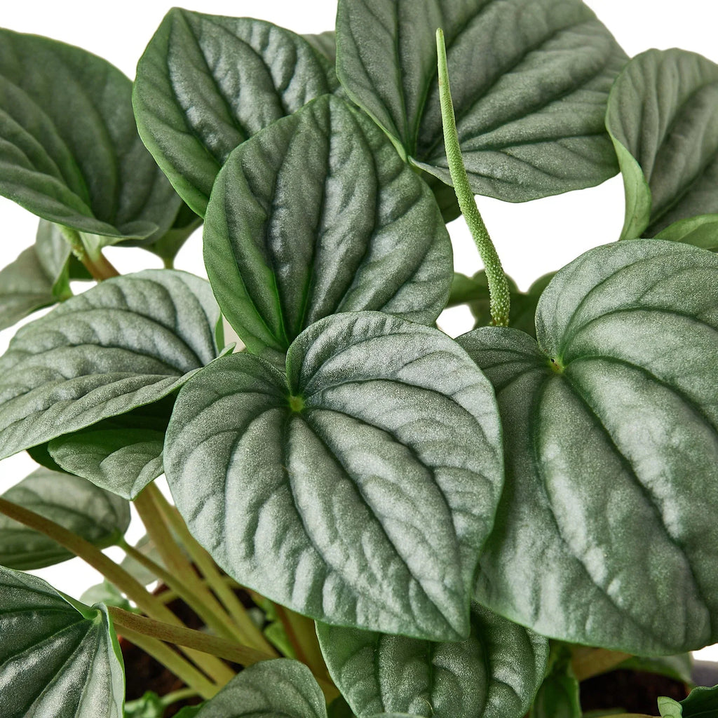 Peperomia 'Frost', Peperomia griseoargentea, Live Houseplant, Potted Plant