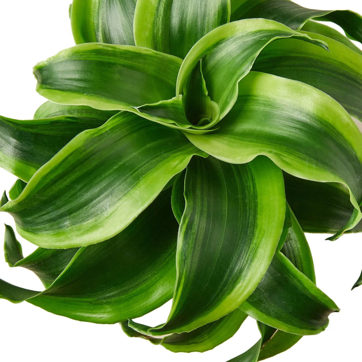 Dracaena 'Tornado', Dracaena Fragans, Live Houseplant, Indoor Potted Plant