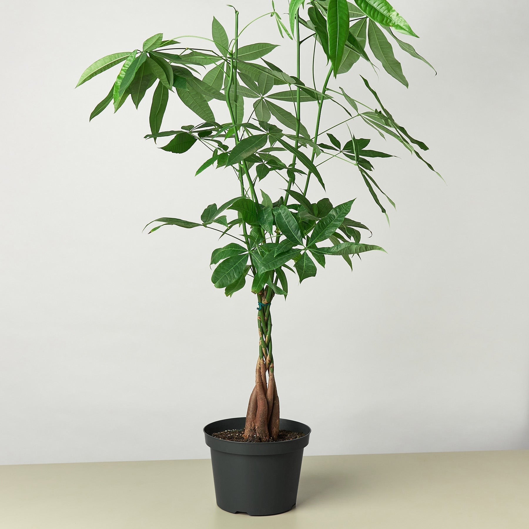 Money Tree