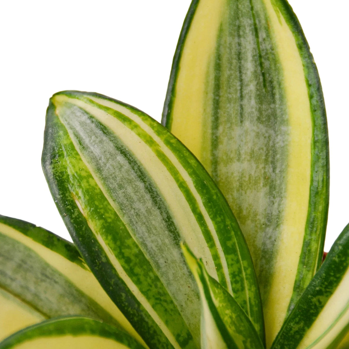 Snake Plant Dwarf 'Gold Hahnii', Sansevieria Trifasciata, Live Golden Snake Plant, Potted Plant, Potted Succulent Plant