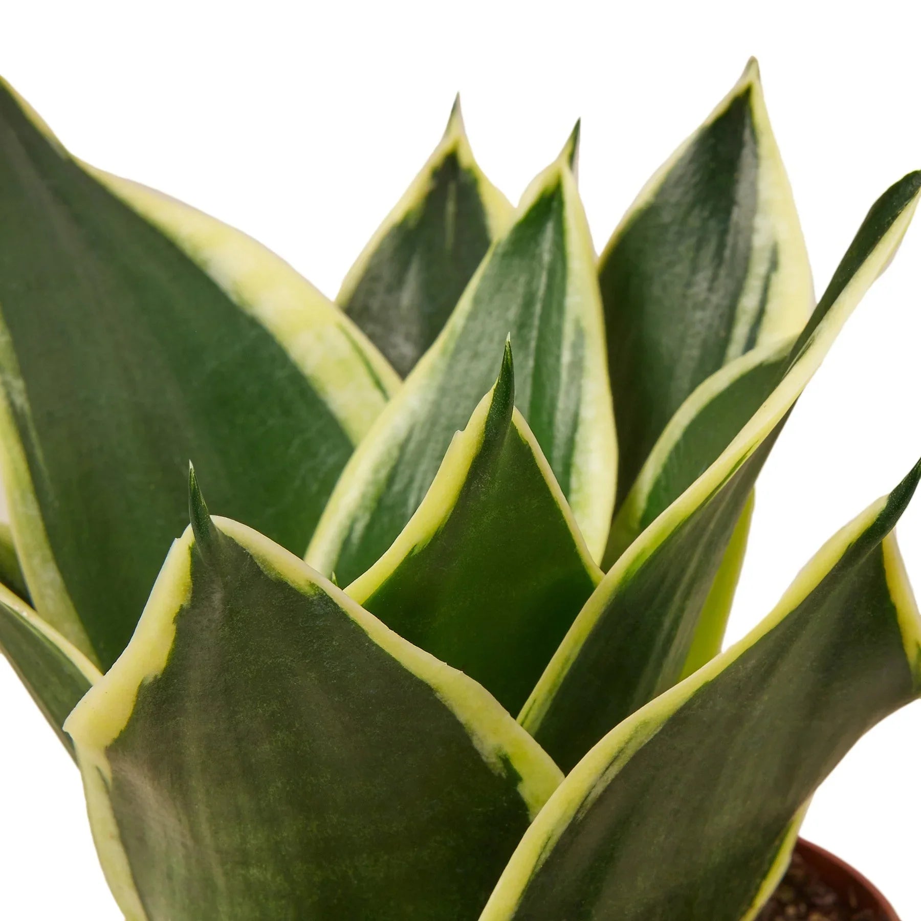 Snake Plant Dwarf 'Black Gold', Sansevieria Trifasciata, Live Houseplant, Potted Plant